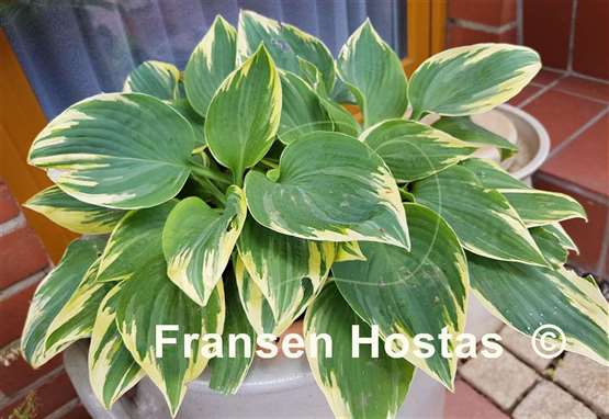 Hosta Kabuki